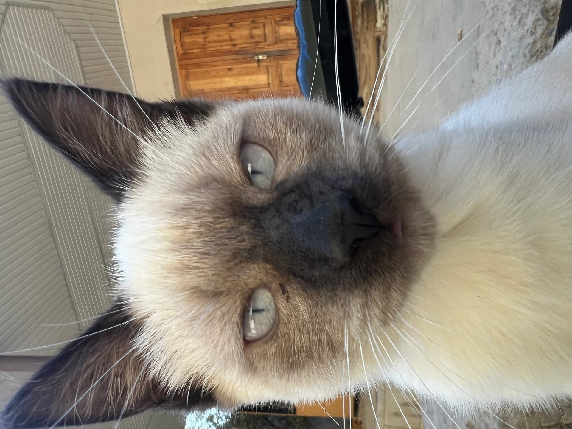 Siamese cat Mushuki nomer +998-88148-88-66 - Cover Photo