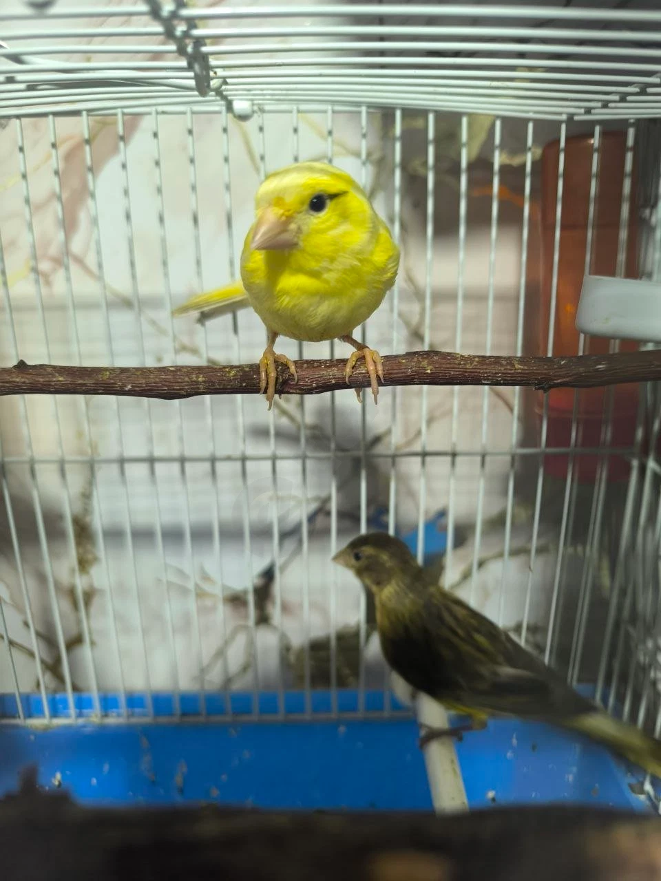 Image 6