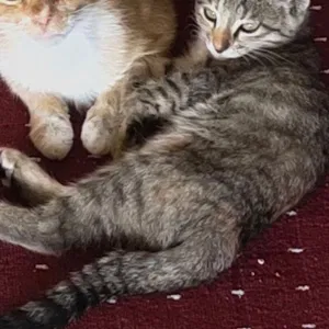 Котята 4 месяца бесплатно