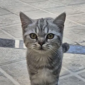 Scottish Straight 4 months old