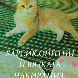 VYAZKAGA.kiz mushu