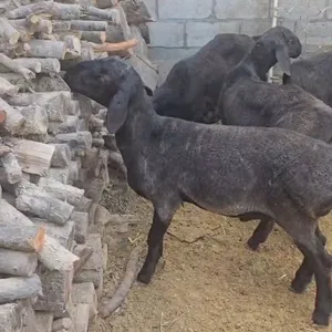 Qoʻzilar Sotiladi 4 oylik