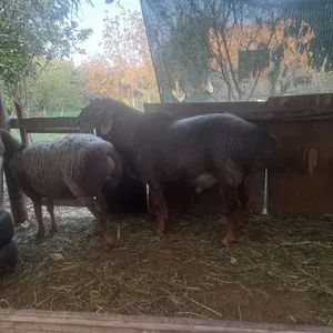 Кучкор арашан сотилади