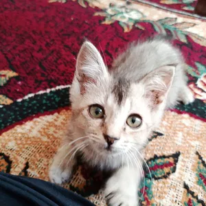 Metis mushuk bolasi