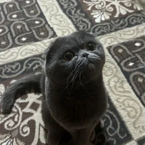 Scottish Fold Ko'kaltish