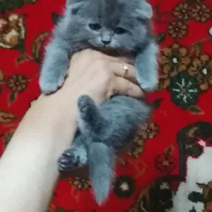 Scottish Fold mushulari